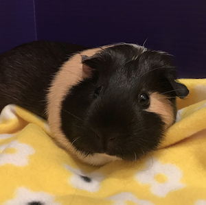 pig-profile